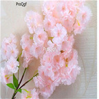 19usd Ngryise 8000Pcs A Set europe carnation seed