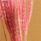 19usd Ngryise 8000Pcs A Set Grain seed