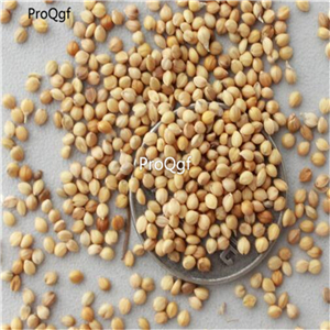 19usd Ngryise 8000Pcs A Set Grain seed