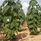 39usd Ngryise 80000Pcs A Set paulownia z07 seed