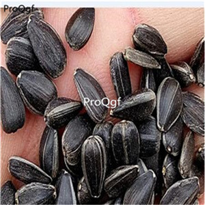 19usd Ngryise 1000Pcs A Set hanging sunflower seed