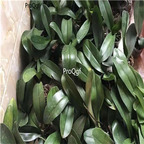 29usd Ngryise 2Pcs A Set phalaenopsis plant