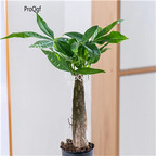 29usd Ngryise 2Pcs A Set Pachira plant