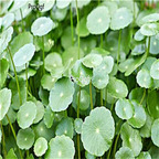 19usd Ngryise 8000Pcs A Set Hydrocotyle vulgaris seed