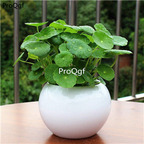 19usd Ngryise 3Pcs A Set Hydrocotyle vulgaris plant