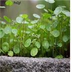 19usd Ngryise 8000Pcs A Set Hydrocotyle chinensis seed