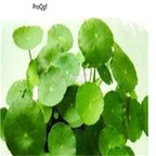 19usd Ngryise 8000Pcs A Set Centella asiatica seed