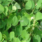 19usd Ngryise 8000Pcs A Set Desmodium styraci  seed