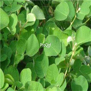 19usd Ngryise 8000Pcs A Set Desmodium styraci  seed
