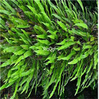 19usd Ngryise 5000Pcs A Set Pyrrosiacalvata seed