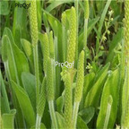 19usd Ngryise 8000Pcs A Set  Plantago virginica seed