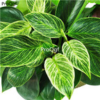 29usd Ngryise 2Pcs A Set  Philodendron plant