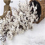 19usd Ngryise 500Pcs A Set  Chimonanthus praecox seed