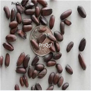 19usd Ngryise 500Pcs A Set  Chimonanthus praecox seed