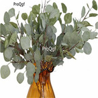 19usd Ngryise 8000Pcs A Set  Silver Dollar Eucalyptus seed