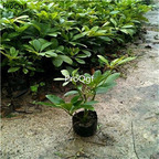 19usd Ngryise 2Pcs A Set  Schefflera Octophylla plant