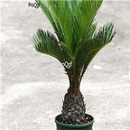 29usd Ngryise 1Pcs A Set Cycas plant