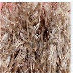 19USD Ngryise 8000Pcs A Set  Rabbit Tail Grass  SEED