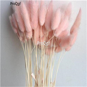 19USD Ngryise 8000Pcs A Set  Rabbit Tail Grass  SEED
