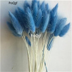 19USD Ngryise 8000Pcs A Set  Rabbit Tail Grass  HOT RARE SEED