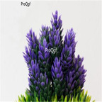 19usd Ngryise 3000Pcs A Set  europe pine tree seed