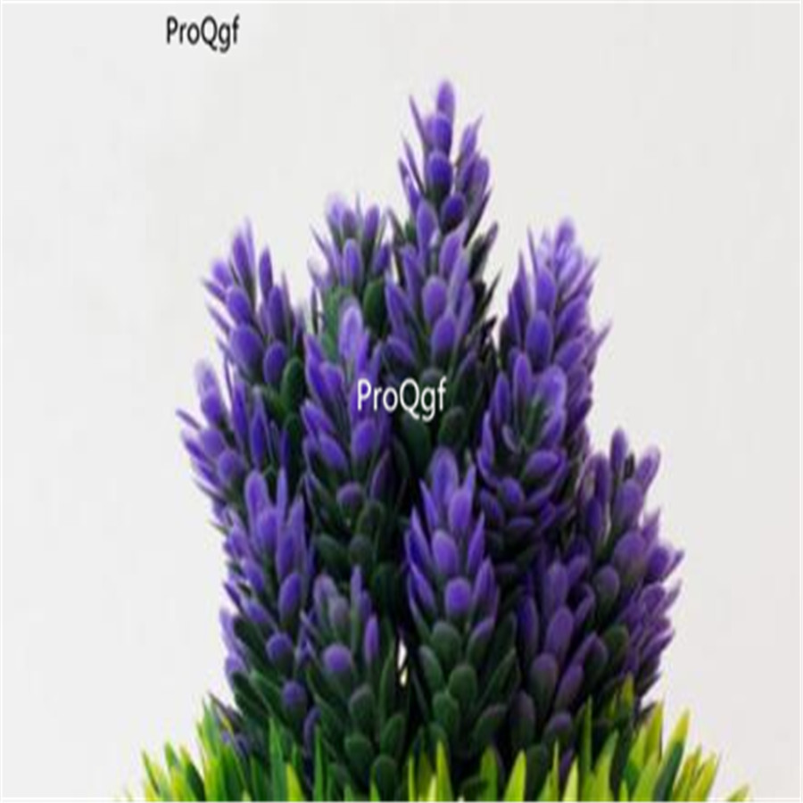 19usd Ngryise 3000Pcs A Set  europe pine tree seed