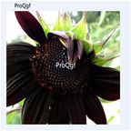 19usd Ngryise 1000Pcs A Set black sunflower seed