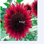 19usd Ngryise 1000Pcs A Set red sunflower seed