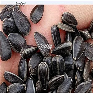 19usd Ngryise 1000Pcs A Set giant sunflower seed