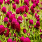 19usd Ngryise 1000Pcs A Set Gomphrena seed