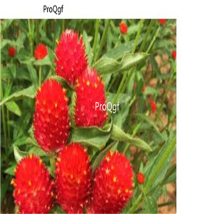 19usd Ngryise 1000Pcs A Set Gomphrena seed