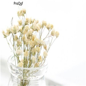 19usd Ngryise 5000Pcs A Set Gypsophila seed
