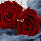 19usd Ngryise 1000Pcs A Set dark red rose seed