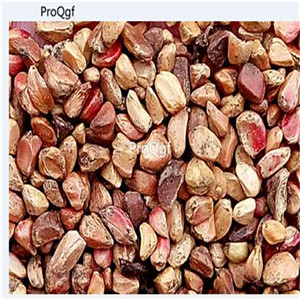 19usd Ngryise 1000Pcs A Set dark red rose seed