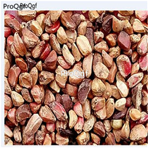 199usd Ngryise 1000Pcs A Set skyblue rose seed