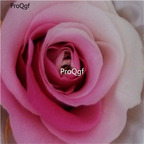 19usd Ngryise 1000Pcs A Set white purple rose seed