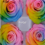 19usd Ngryise 1000Pcs A Set rainbow colorful rose seed