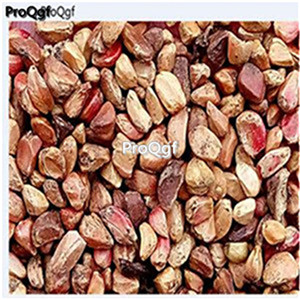 19usd Ngryise 1000Pcs A Set rainbow colorful rose seed