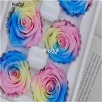 19usd Ngryise 1000Pcs A Set many series rose seed