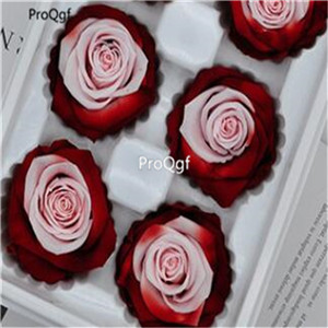 19usd Ngryise 1000Pcs A Set many series rose seed