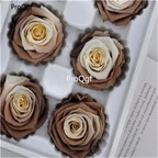 19usd Ngryise 1000Pcs A Set many series rose seed hot rare