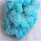 19usd Ngryise 3000Pcs A Set zhenzhu moss seed