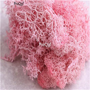 19usd Ngryise 3000Pcs A Set zhenzhu moss seed