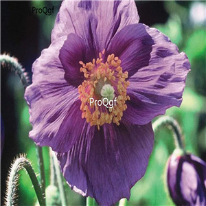 19usd Ngryise 3000Pcs A Set poppy meiren seed