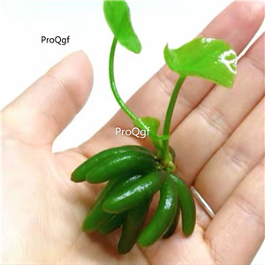 19usd Ngryise 2Pcs A Set Nymphoides aquatica  plant