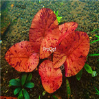 19usd Ngryise 100Pcs A Set  Nymphaea maculata  red seed