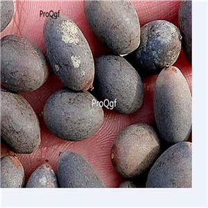 19usd Ngryise 100Pcs A Set  Nymphaea maculata  red seed