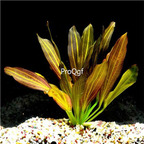 19usd Ngryise 500Pcs A Set Echinodorus grisebachii yelai seed