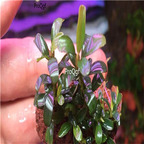 29usd Ngryise 2Pcs A Set  Bucephalandra plant