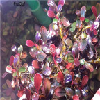 39usd Ngryise 2Pcs A Set bulangni Bucephalandra plant